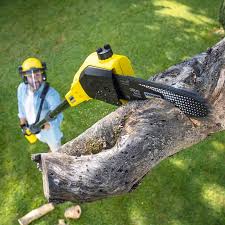 Professional Tree Services in Elizabeth, PA