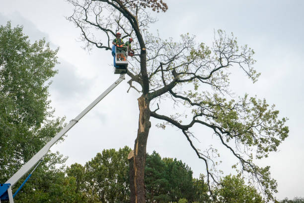 Best Tree Health Inspection  in Elizabeth, PA