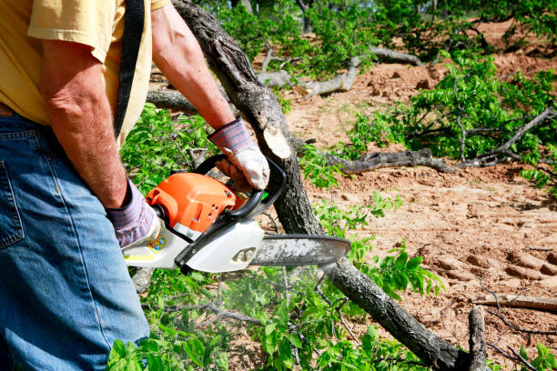 Best Fruit Tree Pruning  in Elizabeth, PA